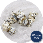 Drilled - Star Limpet - Sea Shell Garland